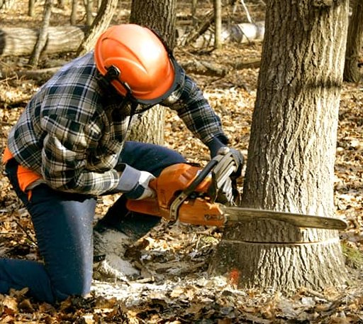 Tree Removal in Pontotoc, TX